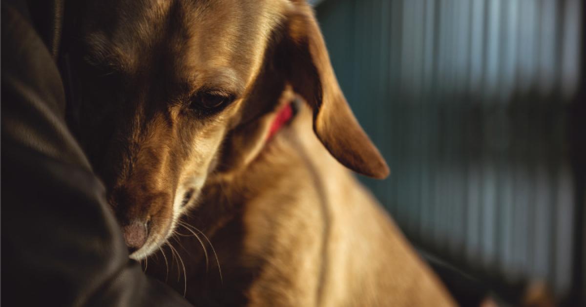 Rendre Un Animal à La Spa Remboursement