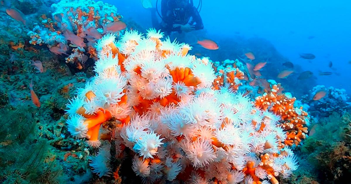 Lancement du premier projet de conservation marine participative en