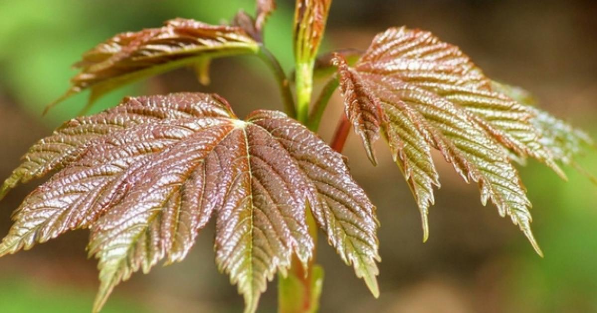 Ecosia Plante Il Vraiment Des Arbres Écosia, le moteur de recherche qui plante des arbres | Carenews PRO