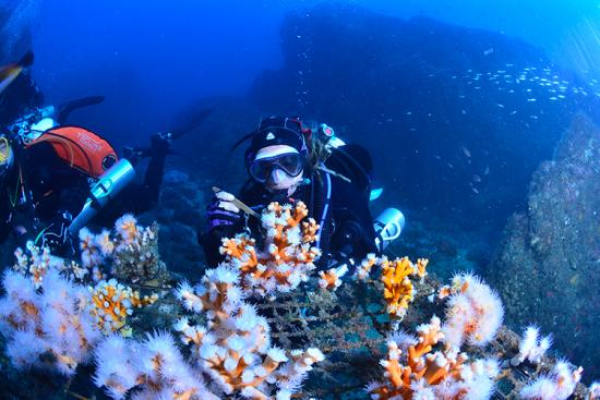 Nurserie de coraux pour les coraux les plus endommagés en Méditerranée 📸 Javier Sánchez