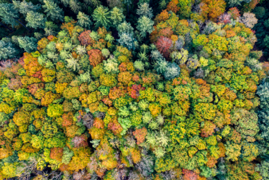 Les forêts, un poumon vert à protéger - Crédit photo : Getty Images.