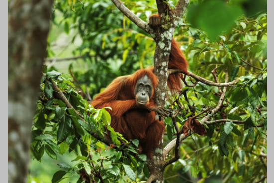 +19 % de dons en ligne pour la Sumatran Orangutan Society : comment l'association a boosté sa collecte de dons