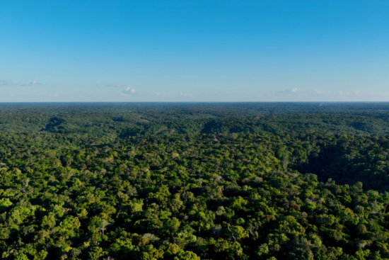 L'Amazonie est concernée par la déforestation, comme le Cerrado, au Brésil. Crédit : iStock / Cristian Lourenço.