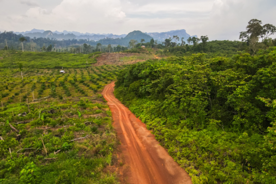 Le règlement vise à lutter contre la déforestation. Crédit : iStock. 