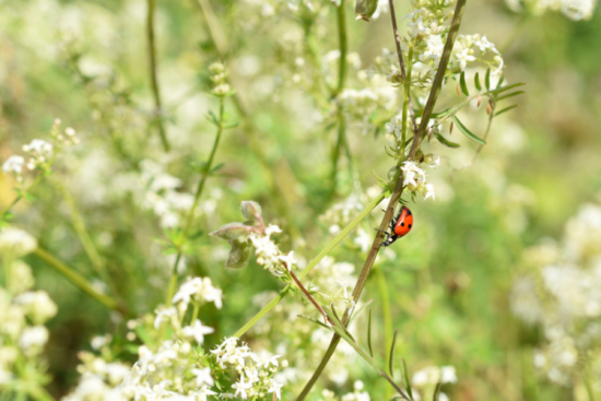 Toutes les entreprises dépendent directement ou indirectement de la biodiversité et ont un impact sur celle-ci, selon le rapport. Crédit : iStock / abentson