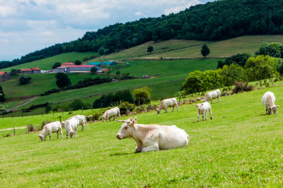Max Havelaar France s'intéresse aux résultats des exploitations agricoles sans prendre en compte les autres sources de revenu des agriculteurs. Crédit : iStock.