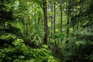 L’Office national des forêts lance son fonds de dotation