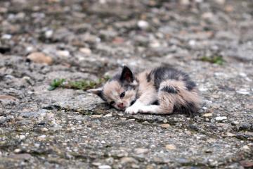 [SOCIAL TECH] Help Animals, l’appli pour nourrir gratuitement des animaux abandonnés