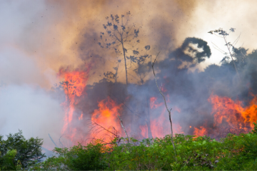 Incendies en Amazonie. Crédit photo : Shubham Singh.