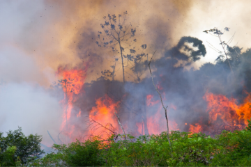 [Rétrospective] Les incendies en Amazonie, évènement de l'année 2019