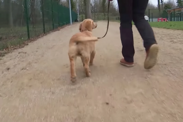 Découvrez l'école de chiens guides de Paris