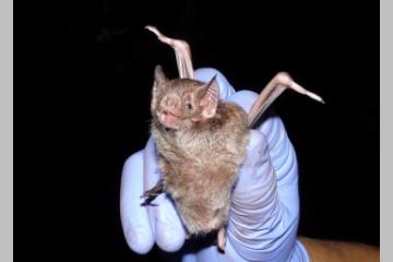 Capture de chauve-souris par l'institut Pasteur de la Guyane