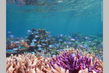 Récifs coralliens restaurés par Coral Guardian.