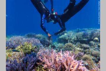 Récifs coralliens restaurés par Coral Guardian.
