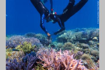 Réflexions sur la conservation des récifs coralliens