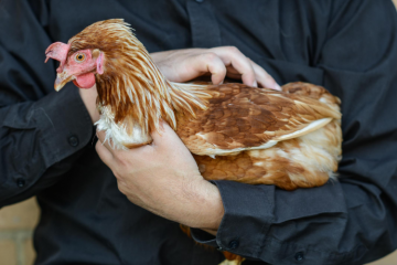 Le collectif i4A apporte du soutien aux associations et startups ayant un impact positif sur les animaux. | Crédit photo : Jo-Anne McArthur