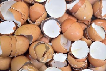 Créée par trois étudiants, la startup Circul'EGG valorise  les coquilles d’œufs