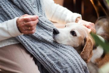 L’Ehpad les Tisserins a testé la médiation animale pour améliorer le bien-être de ses résidents