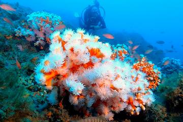 Ecosystème corallien du secteur de Punta de la Mona en Espagne. Crédits : Equilibrio Marino.
