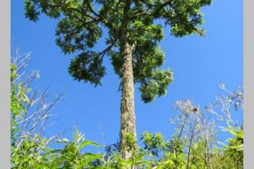 Découvrez les 3 associations lauréates de l’appel à projets « Arbres et forêts pour la biodiversité »