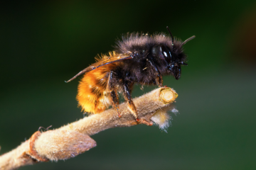 Le projet Les Dorloteurs d’abeilles prend soin des abeilles sauvages. Crédits : Les Dorloteurs