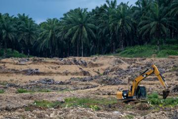 L’Europe  grand responsable de la déforestation mondiale selon WWF. Crédit :© Chris J Ratcliffe  WWF-UK 