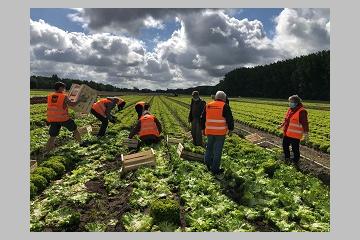 Glanages solidaires de salades en Indre-et-Loire