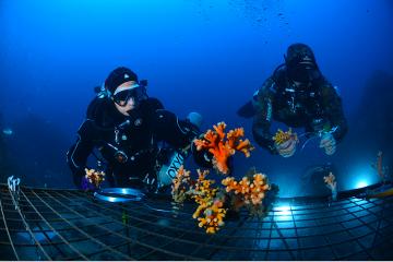 La première nurserie de coraux en Méditerranée voit le jour