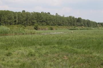 En Seine-Maritime, la Maison de l’Estuaire restaure une zone humide avec le soutien de TotalEnergies Foundation