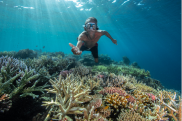 Adopte un corail pour Noël avec Coral Guardian