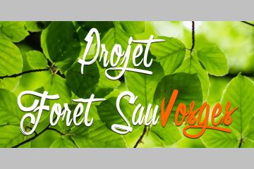 Forêt SauVosges : un appel aux citoyens   pour éviter une coupe rase et la plantation de sapins