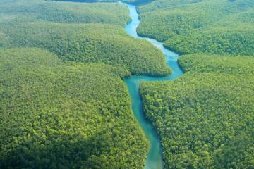 Journée internationale des forêts : 5 actions de mécénat pour lutter contre la déforestation. Crédit photo : JohnnyLye.