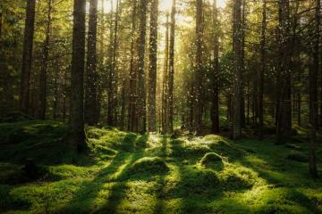 10 fondations engagées pour la biodiversité