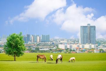 5 initiatives pour remettre de la biodiversité en ville