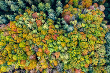 Les forêts, un poumon vert à protéger