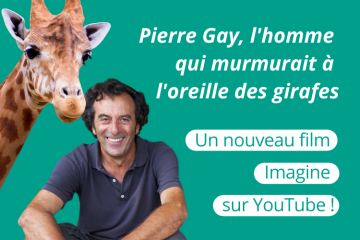 Pierre Gay, l'homme qui murmurait à l'oreille des girafes