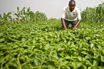 Agroécologie : une solution durable pour la planète et les hommes