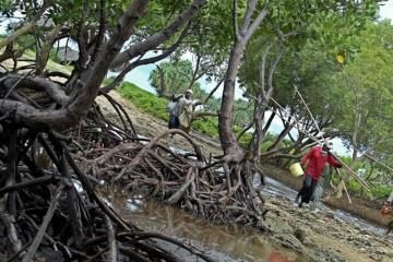 Dégradation de la mangrove du Togo
