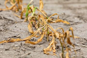 Inégalités : les changements climatiques renforcent l’insécurité alimentaire selon Oxfam