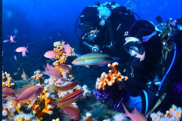 Adopte un corail en Méditerranée et contribue directement à la conservation des océans !