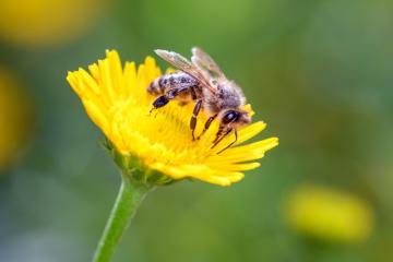 COP 15 Biodiversité : un texte « historique », comparable à l’Accord de Paris