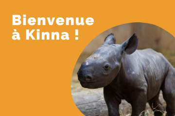 Bioparc de Doué-la-Fontaine : naissance exceptionnelle d'un rhinocéros noir 