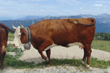 L'heure est au don de lait ! - Crédit photo : DR