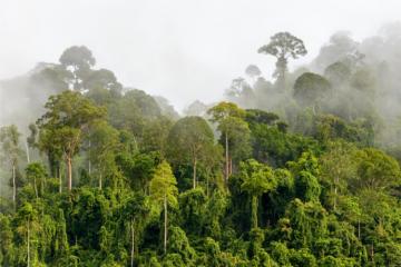 One Forest Summit : quels engagements pour les forêts ? 