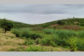 Plantation sur la commune d'Analavy. Crédit photo: Valiha Diffusion