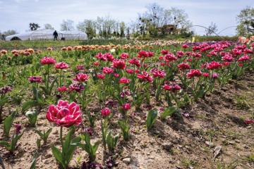 Sur Lil’Ô, 6 000 m2 sont consacrés à l’horticulture. (Crédit photos : Mary-Lou Mauricio)