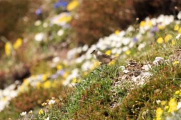 La protection de la biodiversité devient chaque jour plus urgente. Crédits : iStock. 