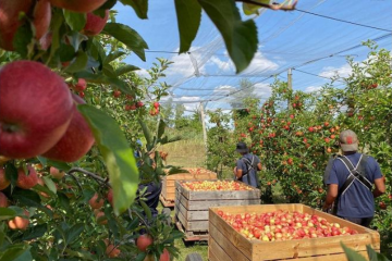 Interview de Valentin Abit, donateur de pommes et de fraises en Ile-de-France