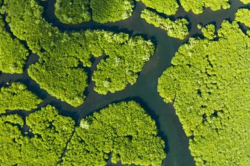 CNP Assurances s’engage dans la coalition d’investisseurs Nature Action 100. Crédit photo : iStock.