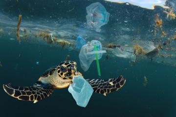 La pollution plastique, sur terre et dans les océans, constitue un problème environnemental majeur. Crédit : richcarrey, iStock